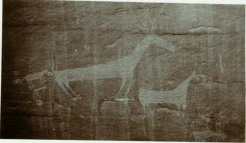 Petroglyphs of deer