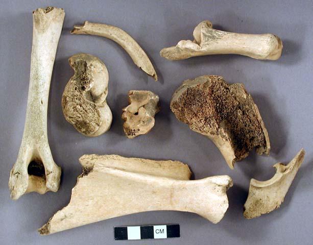 Animal bone fragments, including scapula, ulna, calcaneus, rib, humerus ...