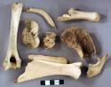 Animal bone fragments, including scapula, ulna, calcaneus, rib, humerus