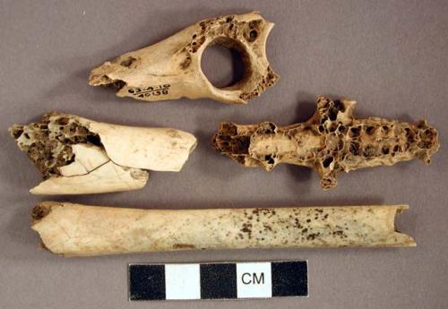 Bird bone fragments; one animal bone fragment, possibly bird