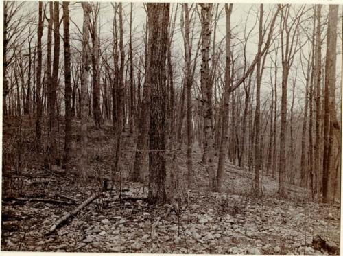 Piney Branch quarry