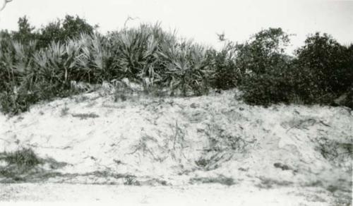 Mound 1, looking west