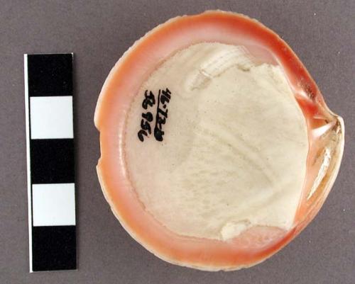 Unworked codakia shell, 5.3 x 5.7 cm.