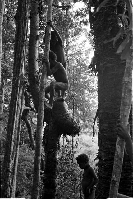 Children climbing in the trees of Homoak