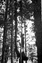 Children climbing in the trees of Homoak