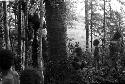 Children climbing in the trees of Homoak