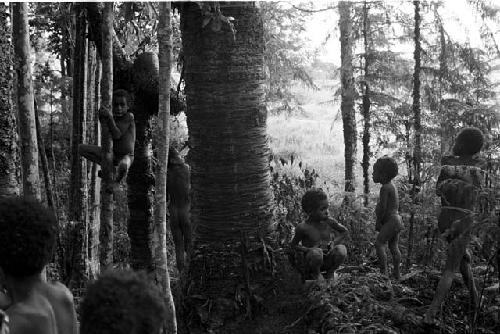 Children climbing in the trees of Homoak