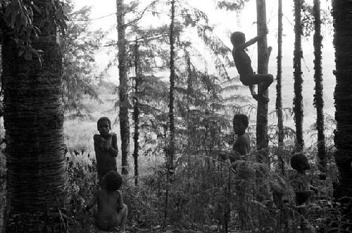 Children climbing in the trees of Homoak