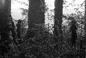 Children climbing in the trees of Homoak