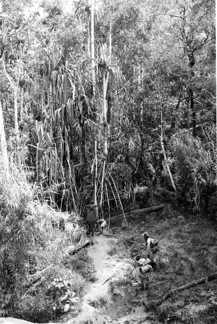 people gathering materials in the forest