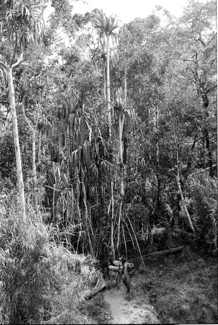 people gathering materials in the forest