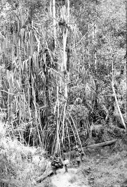 people gathering materials in the forest