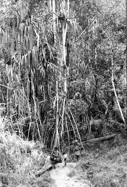 people and children gathering materials in the forest