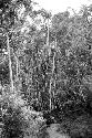 people and children gathering materials in the forest