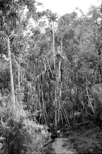 people and children gathering materials in the forest