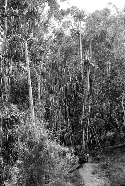 people and children gathering materials in the forest