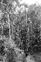 people and children gathering materials in the forest