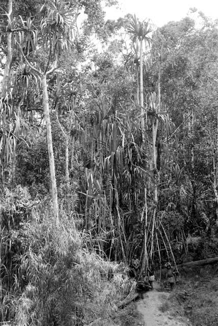 people and children gathering materials in the forest