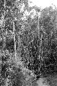 people and children gathering materials in the forest