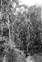 people gathering materials in the forest