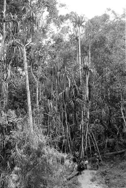 people gathering materials in the forest