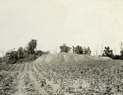 View of mound half excavated, planted field in foreground, trees in background