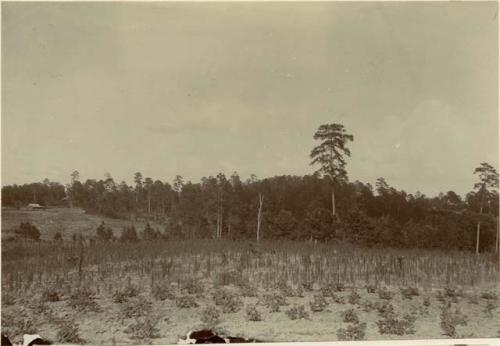 View of planted field with woods in background and a building structure