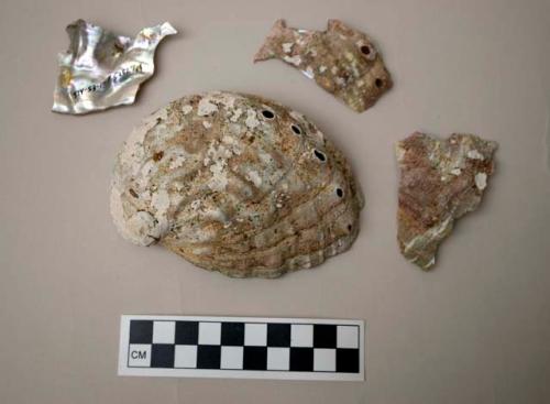 Shell, abalone, one half shelf and fragments