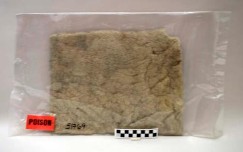 Skin of Navajo sheep (white), showing amount of wool left after shearing