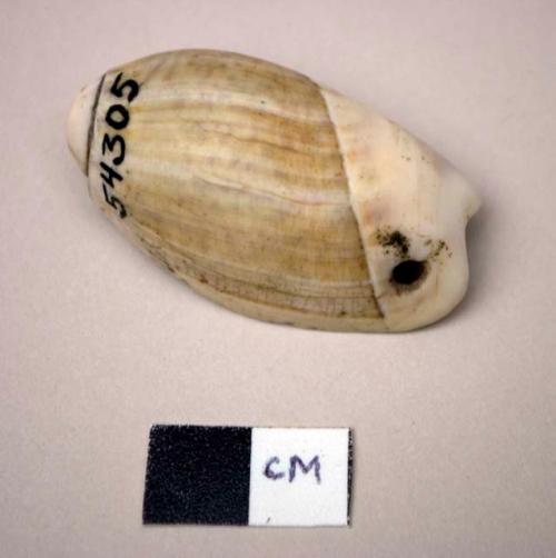 Perforated shell of olivancillaria aerieolaris