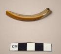 Broken ivory tusk. Catalog:” beaver tooth chisels (2)”