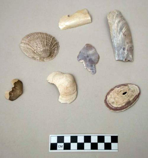 Shells and fragments, some worked, some perforated