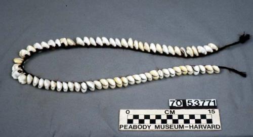 Necklace of cypraea shells on braid of human hair