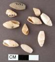 46 complete olivella shells - 37 nassarius tegula shells