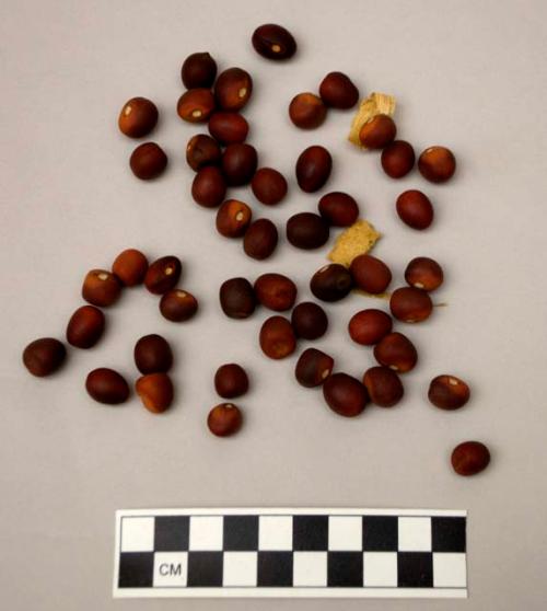 Seeds of a species of Sophora