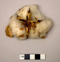 Floral remain, cotton and pod