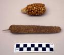 Corn cobs, one with kernels