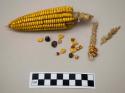 Corn cob with kernels, various kernels and floral remains