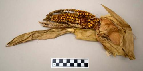 Corn, complete ear with kernels and husk