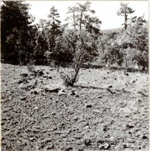 P.A. 10#12 Arizona: vicinity of Prescott. Camp Word. Harry Knight Ranch