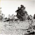 P.A. 10#12 Arizona: vicinity of Prescott. Camp Word. Harry Knight Ranch