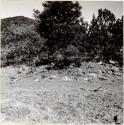 P.A. 10#12 Arizona - vicinity of Prescott Camp Wood. Harry Knight Ranch