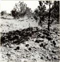 P.A. 10#12 - vicinity of Prescott. Camp Wood. Harry Knight Ranch