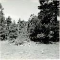 P.A. 10#12 - vicinity of Prescott. Camp Wood. Harry Knight Ranch
