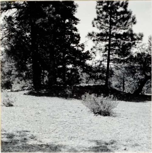 P.A. 10#12 - vicinity of Prescott. Camp Wood. Harry Knight Ranch