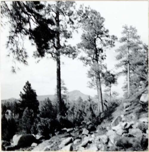 P.A. 10#12 - vicinity of Prescott. Camp Wood. Harry Knight Ranch