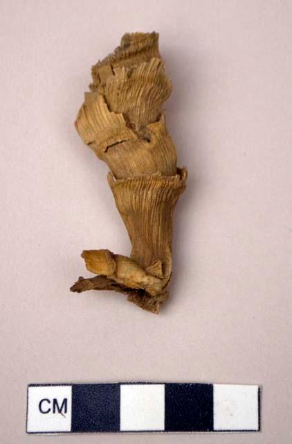 Corn husk fragment