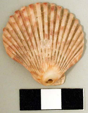 Bivalve shell pendant