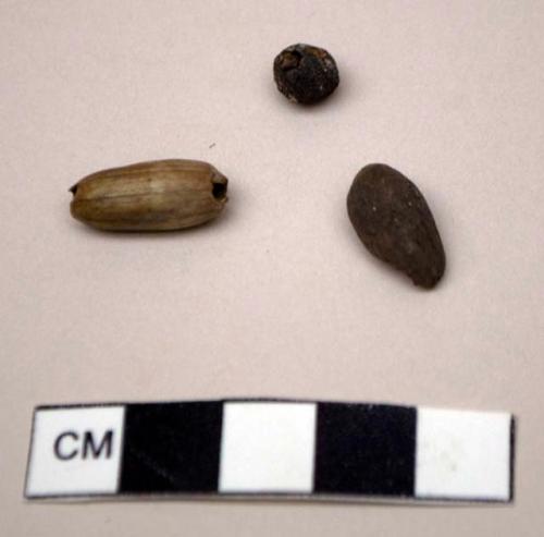Three different seeds, unidentified