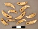 Organic, faunal remains, perforated teeth, ornaments